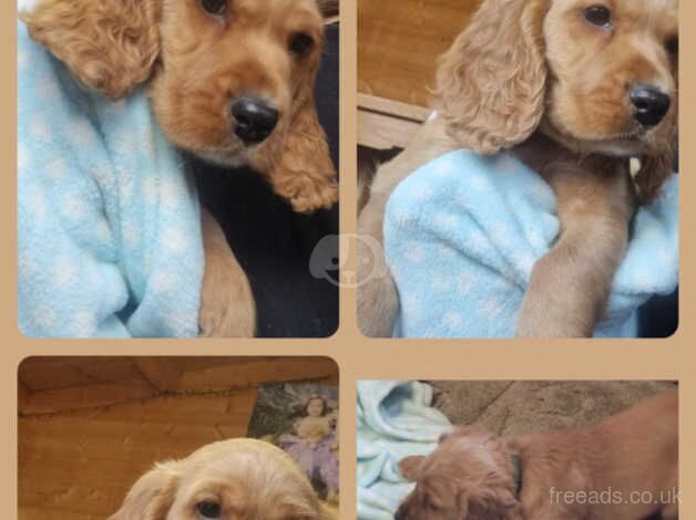 Cockerspaniel puppies for sale in Southampton, Hampshire - Image 1