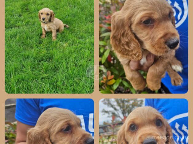 Cocker Spaniels for sale in Southampton, Hampshire