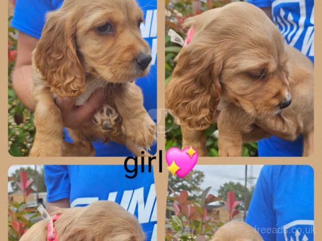 Cocker Spaniel Puppies for sale in Hampshire