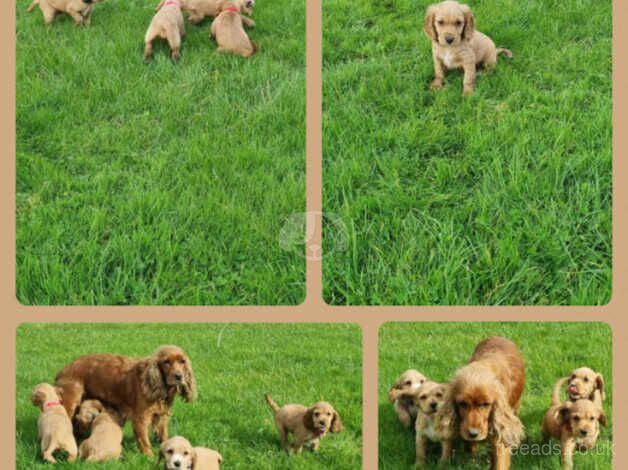 Cocker Spaniel Puppies for sale