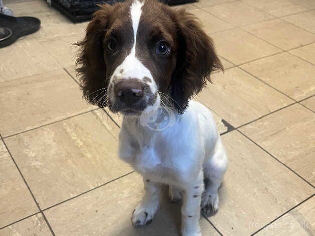 Coco Spoodle for sale in Louth, Lincolnshire - Image 1