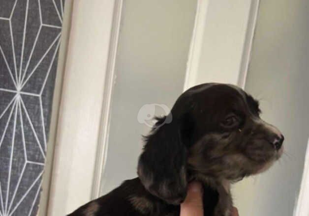 Cocker Spaniel Puppies for sale