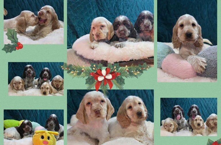 Crocker Spaniel puppies for sale in Armagh, Armagh