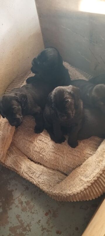 Crossbreed puppies for sale in Tempo, County Fermanagh