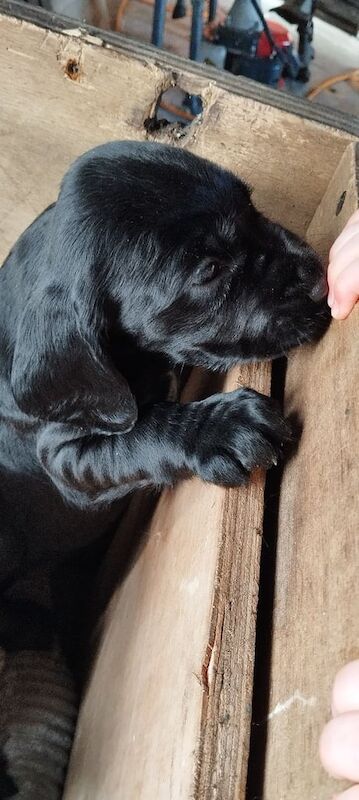 Crossbreed puppies for sale in Tempo, County Fermanagh - Image 2