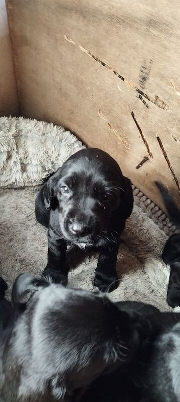 Crossbreed puppies for sale in Tempo, County Fermanagh - Image 3