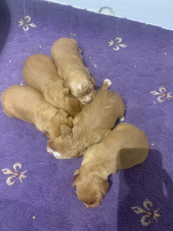 Dark red working cocker spaniels for sale in Rotherham, South Yorkshire - Image 1