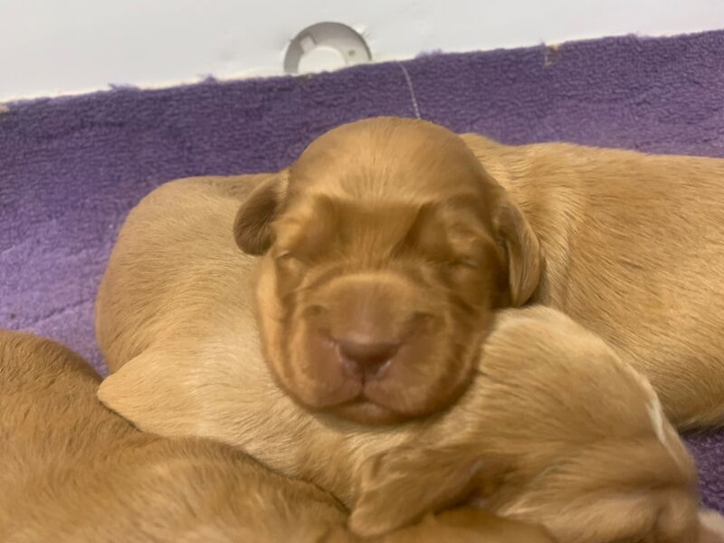 Dark red working cocker spaniels for sale in Rotherham, South Yorkshire - Image 2