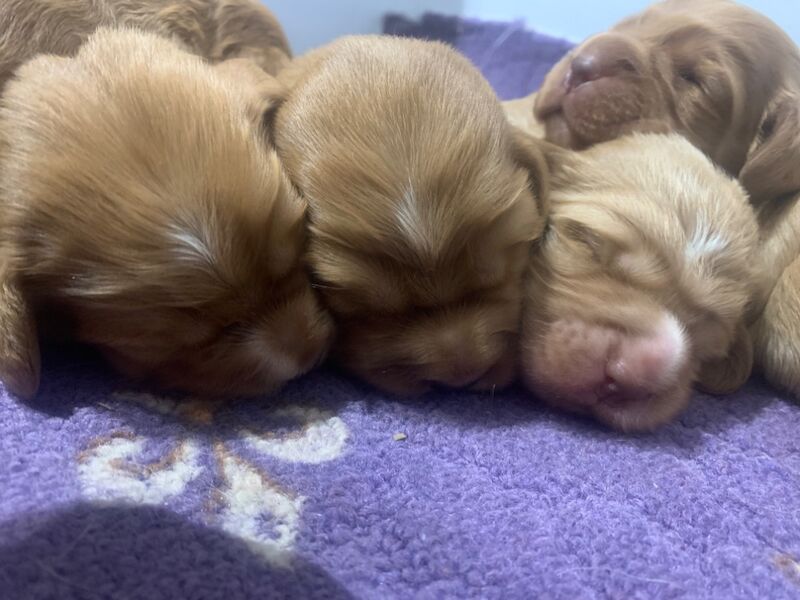 Dark red working cocker spaniels for sale in Rotherham, South Yorkshire - Image 3