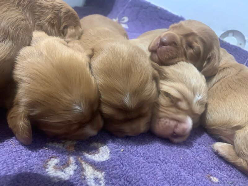 Dark red working cocker spaniels for sale in Rotherham, South Yorkshire - Image 5