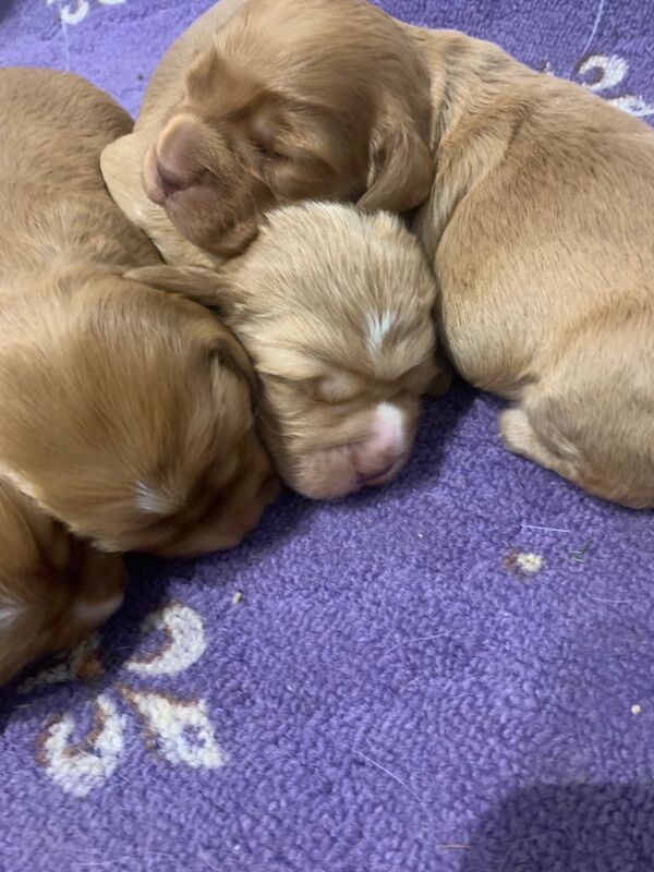 Dark red working cocker spaniels for sale in Rotherham, South Yorkshire - Image 6