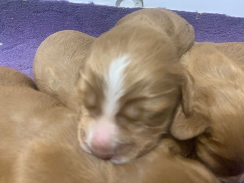 Dark red working cocker spaniels for sale in Rotherham, South Yorkshire - Image 7