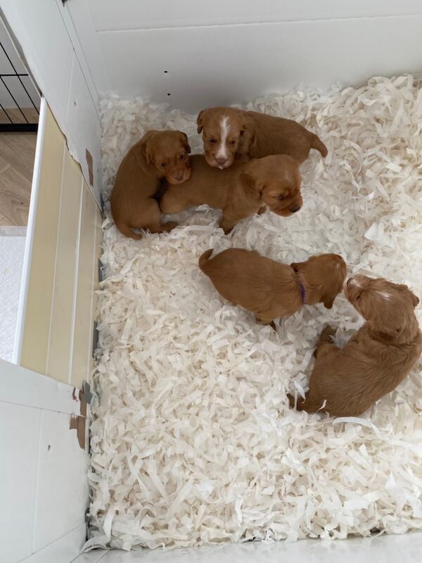 Dark red working cocker spaniels for sale in Rotherham, South Yorkshire - Image 10