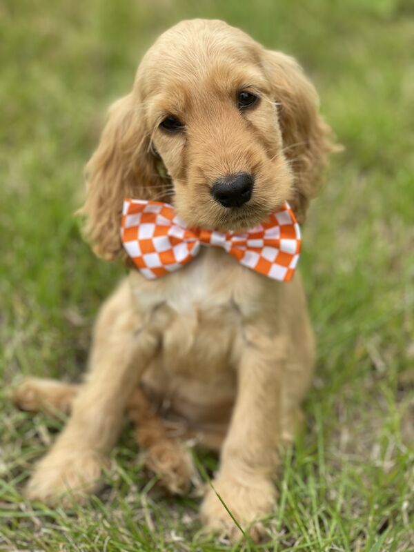 Cocker Spaniels for sale in Wisbech, Cambridgeshire