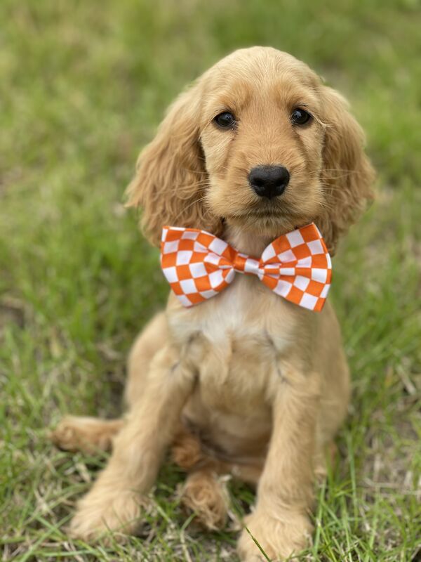 KC Registered Cocker Spaniel Puppies for sale in Cambridgeshire