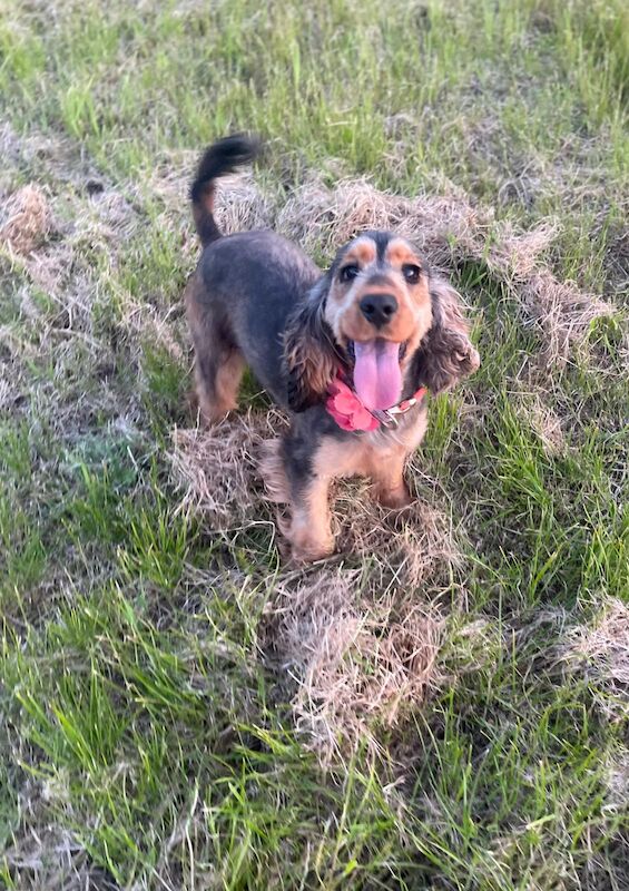 Cocker Spaniel Puppies for sale