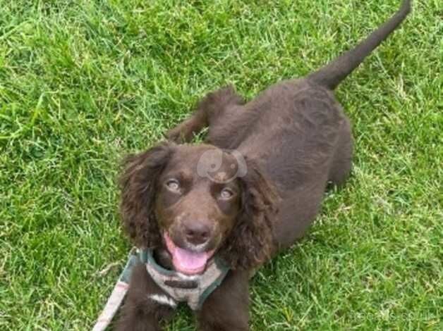 DEPOIST TAKEN!! 7 month old cocker spaniel puppy for sale in Bridgwater, Somerset