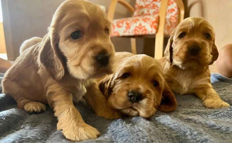 DNA clear COCKER SPANIEL puppies for sale in Dorchester, Dorset