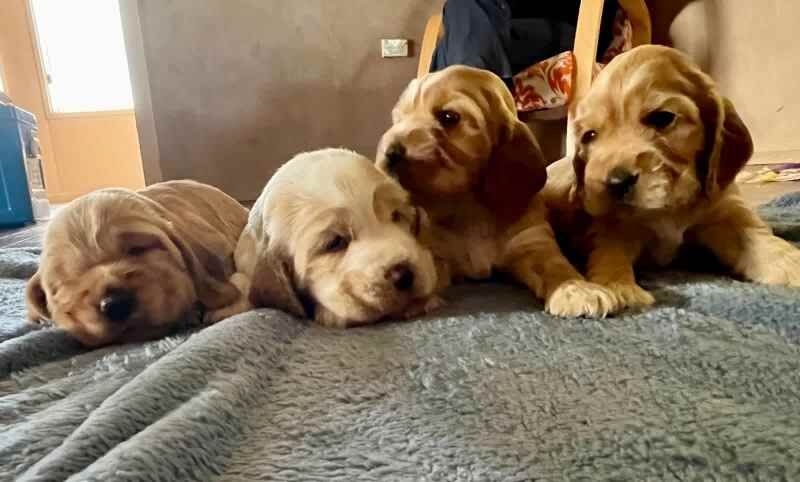 DNA clear COCKER SPANIEL puppies for sale in Dorchester, Dorset - Image 2