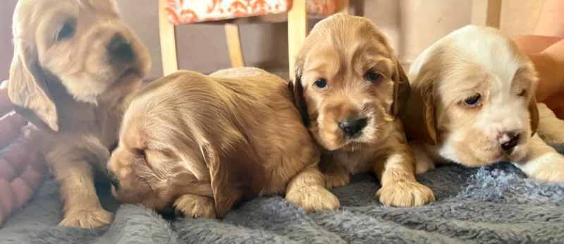 DNA clear COCKER SPANIEL puppies for sale in Dorchester, Dorset - Image 3