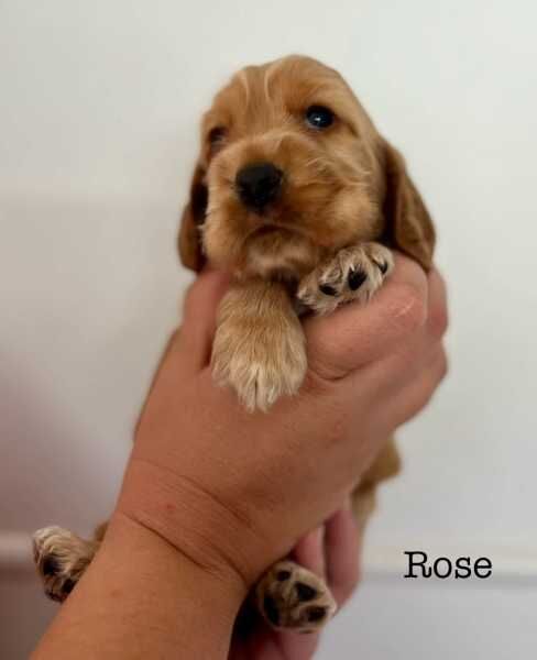 DNA clear COCKER SPANIEL puppies for sale in Dorchester, Dorset - Image 4