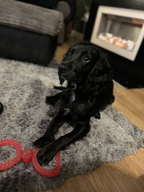 Dog/puppy for sale in Faversham, Kent