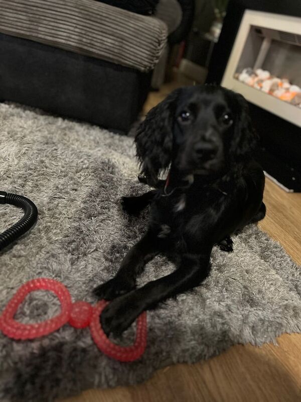 Dog/puppy for sale in Faversham, Kent - Image 2