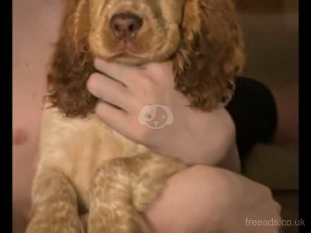 English Cocker Spaniel 11 weeks old for sale in Braintree, Essex - Image 1