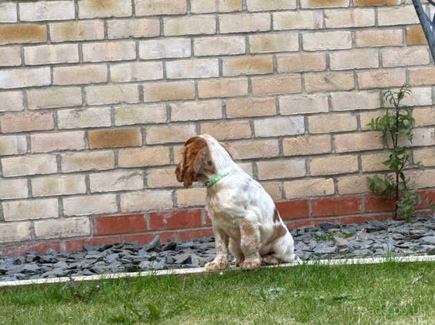 English Cocker Spaniel 11 weeks old for sale in Braintree, Essex - Image 3