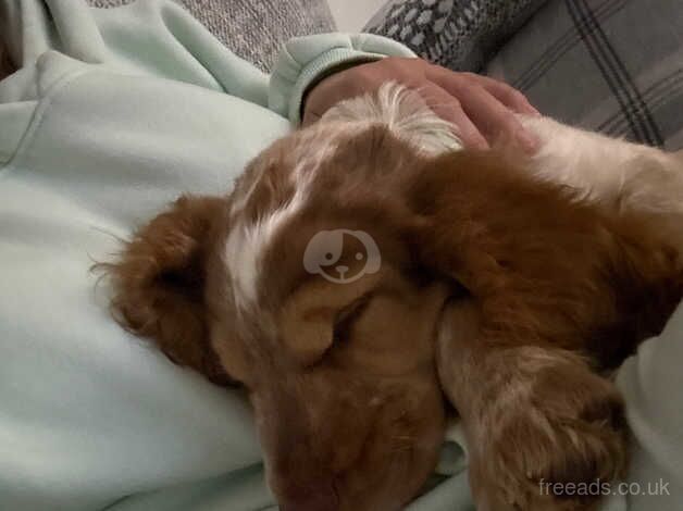 English Cocker Spaniel 11 weeks old for sale in Braintree, Essex - Image 5