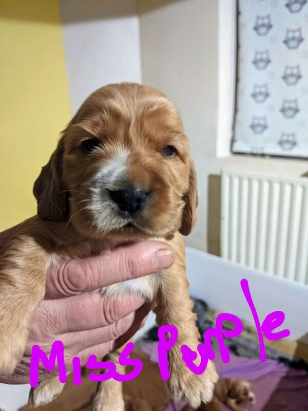 Excellent well bred pure 'show' cocker spaniel puppies for sale in Llansanffraid-ym-Mechain, Powys