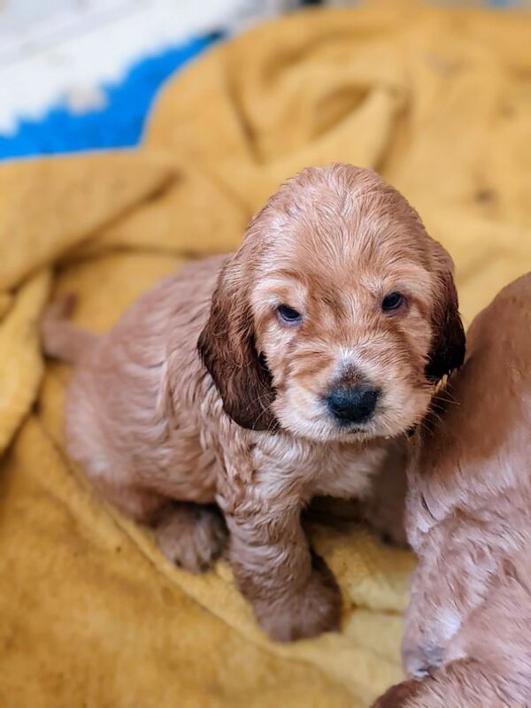 STUNNING well bred pure 'show' cocker spaniel puppies for sale in Llansanffraid-ym-Mechain, Powys - Image 1