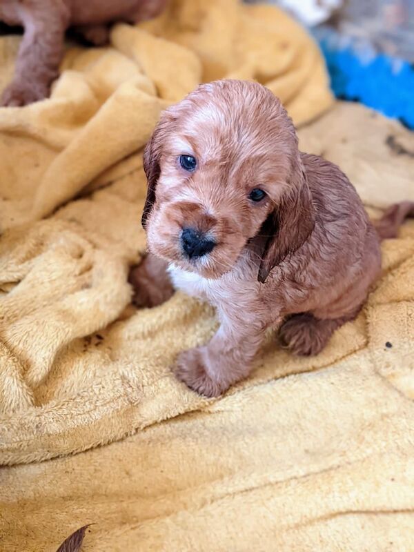 STUNNING well bred pure 'show' cocker spaniel puppies for sale in Llansanffraid-ym-Mechain, Powys - Image 2