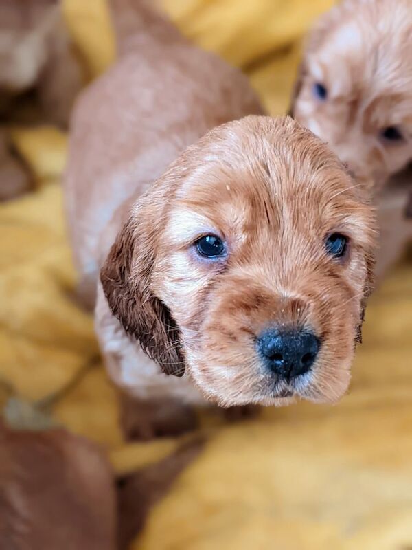 STUNNING well bred pure 'show' cocker spaniel puppies for sale in Llansanffraid-ym-Mechain, Powys - Image 3