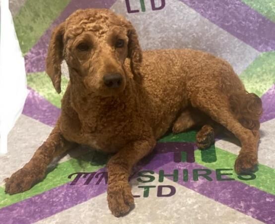 F1 Cockapoo's various 29 dna health tested for sale in Leeds, West Yorkshire - Image 2