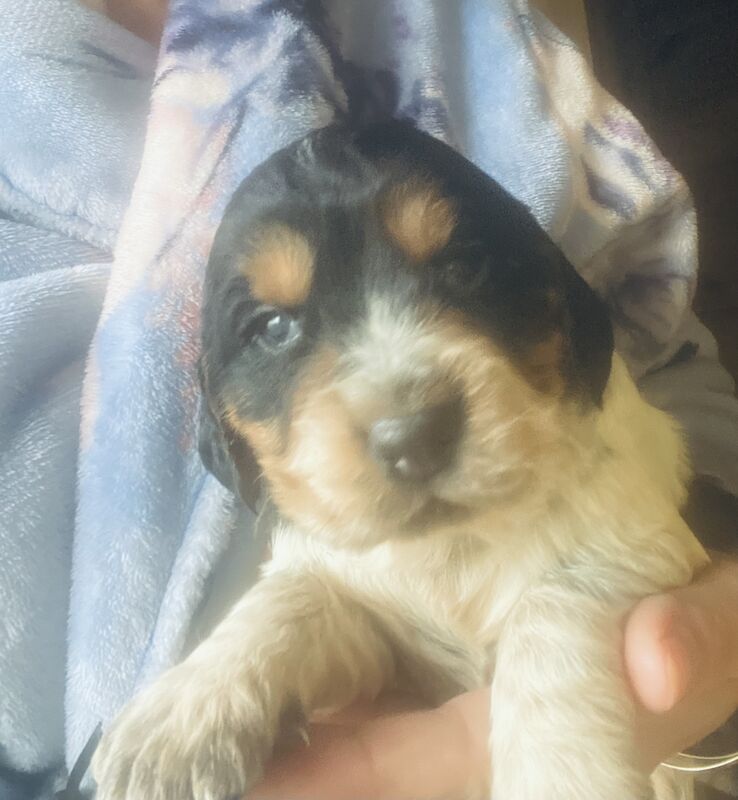 Cocker Spaniel Puppies for sale in Cambridgeshire