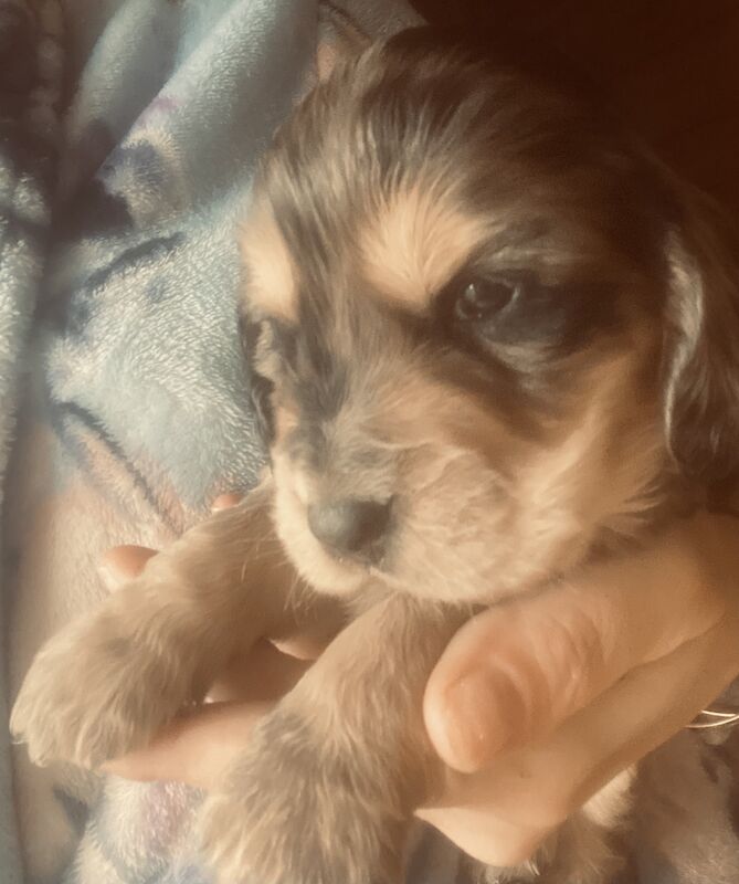 Cocker Spaniel Puppies for sale