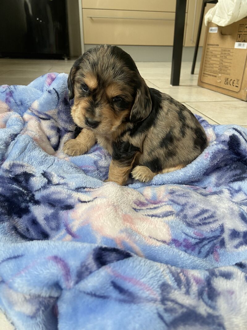 Cocker Spaniels for sale in Wisbech, Cambridgeshire