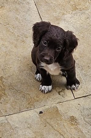 F1b Cockapoo puppies for sale in New Marske, North Yorkshire