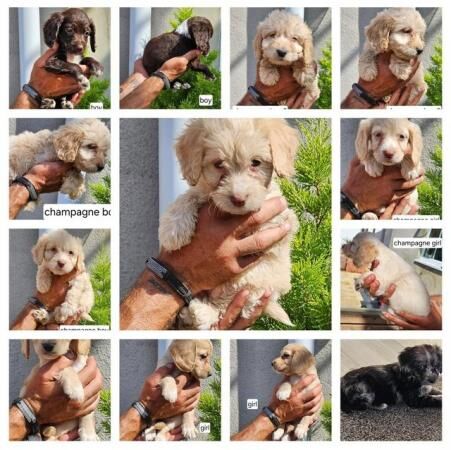 F1b Cockapoo puppies for sale in New Marske, North Yorkshire - Image 4