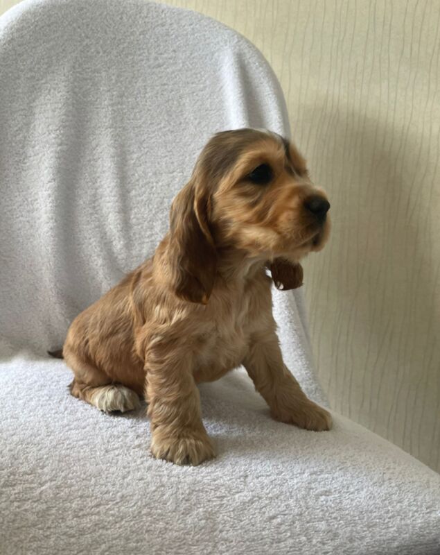 Fabulous show cocker spaniel pups k.creg health tested for sale in Dartford, Kent - Image 1