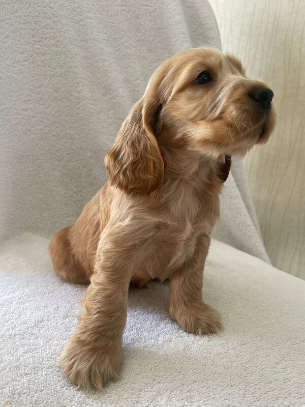 Fabulous show cocker spaniel pups k.creg health tested for sale in Dartford, Kent - Image 2