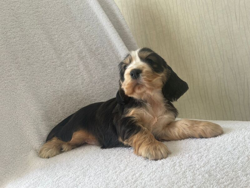 KC Registered Cocker Spaniel Puppies for sale in Kent