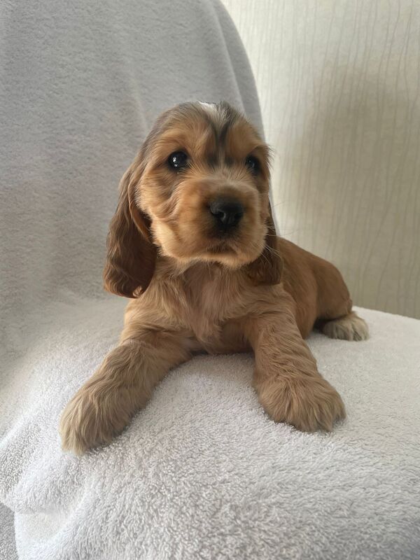 Fabulous show cocker spaniel pups k.creg health tested for sale in Dartford, Kent - Image 4