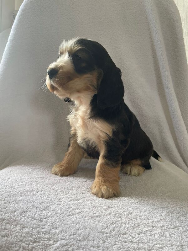 Fabulous show cocker spaniel pups k.creg health tested for sale in Dartford, Kent - Image 5