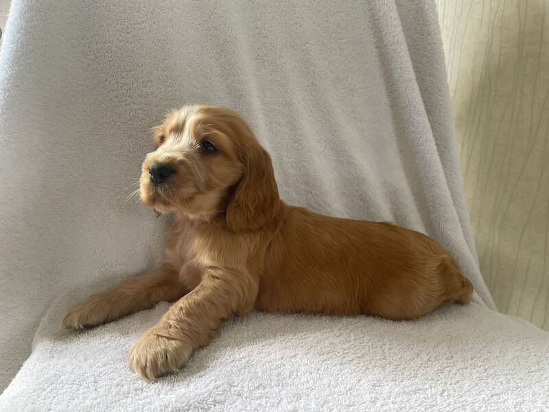 Fabulous show cocker spaniel pups k.creg health tested for sale in Dartford, Kent - Image 6