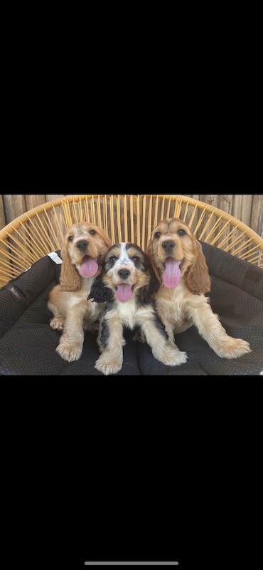 Fabulous show cocker spaniel pups k.creg health tested for sale in Dartford, Kent - Image 8