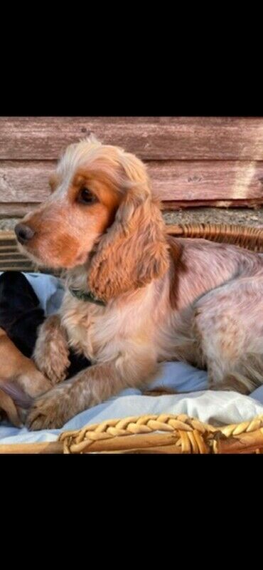 Fabulous show cocker spaniel pups k.creg health tested for sale in Dartford, Kent - Image 10