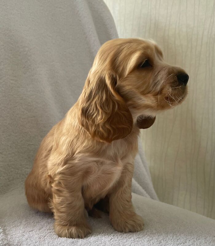 Fabulous show cocker spaniel pups k.creg health tested for sale in Dartford, Kent - Image 12