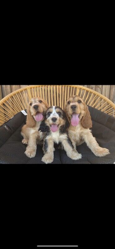 Fabulous show cocker spaniel pups k.creg health tested for sale in Dartford, Kent - Image 13